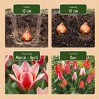 Greigii-tulp mix (Tulipa greigii) – 120 bloembollen (bolmaat 11/12)