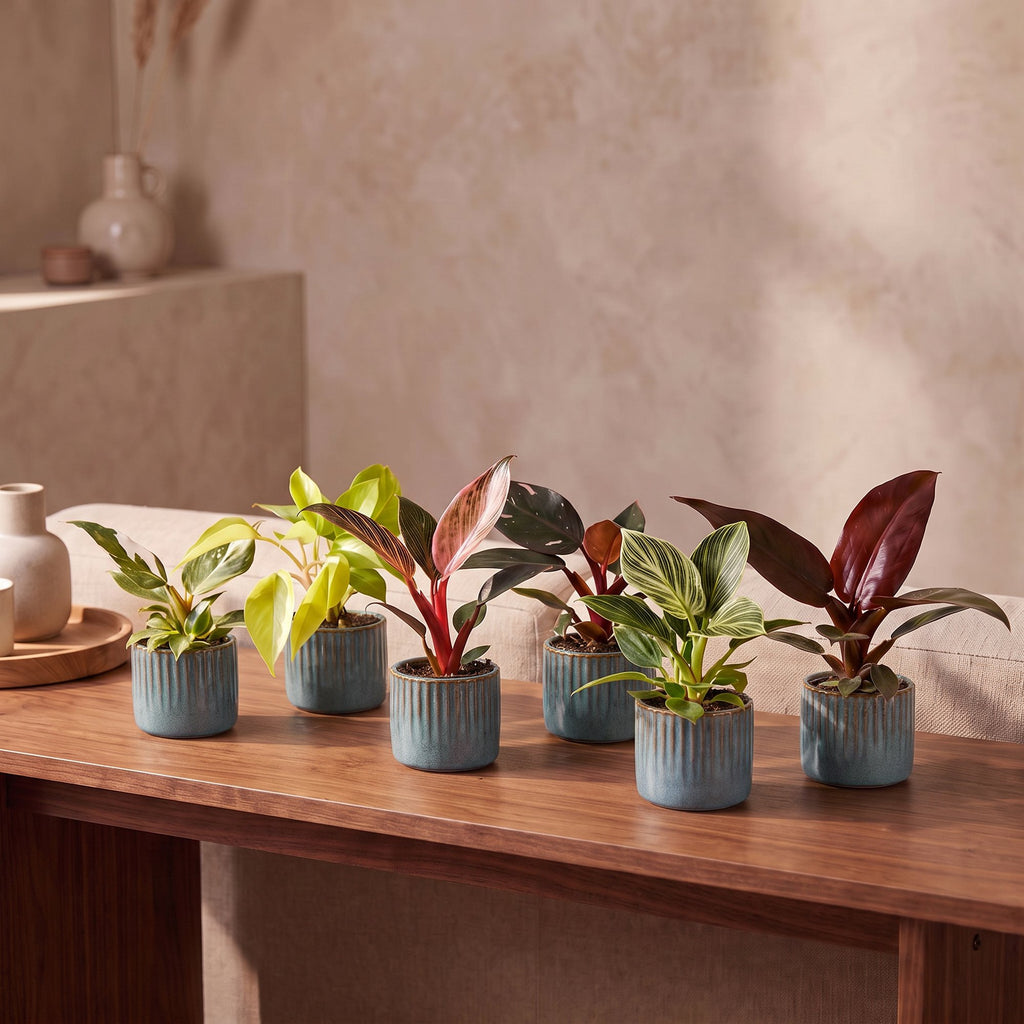 6× Baby Philodendron Family incl. Linnea Misty Blue – Ø6 cm, 10–15 cm high – photo 3