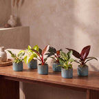 6× Baby Philodendron Family incl. Linnea Misty Blue – Ø6 cm, 10–15 cm high