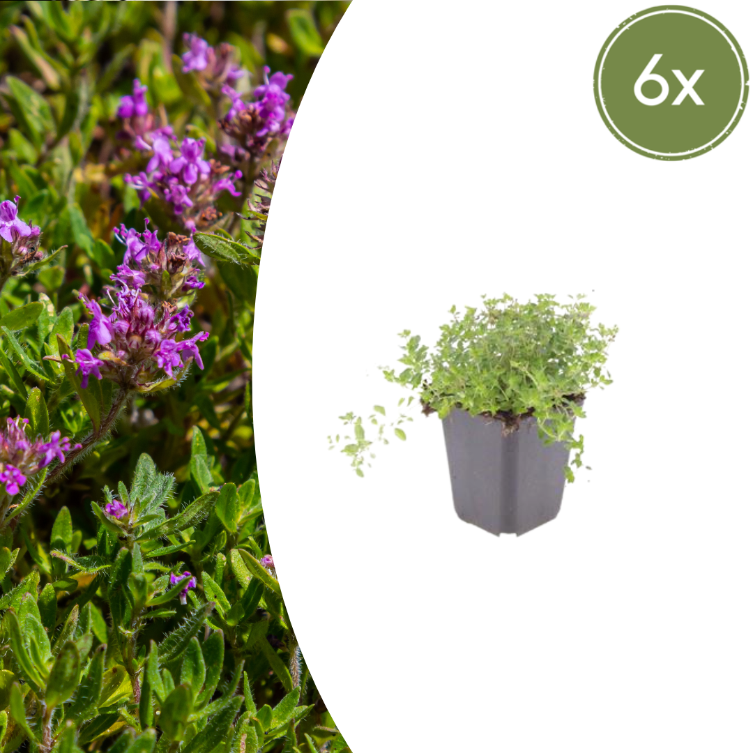 Thymus serpyllum (tijm) – 6 planten, Ø9 cm, 10–25 cm hoog