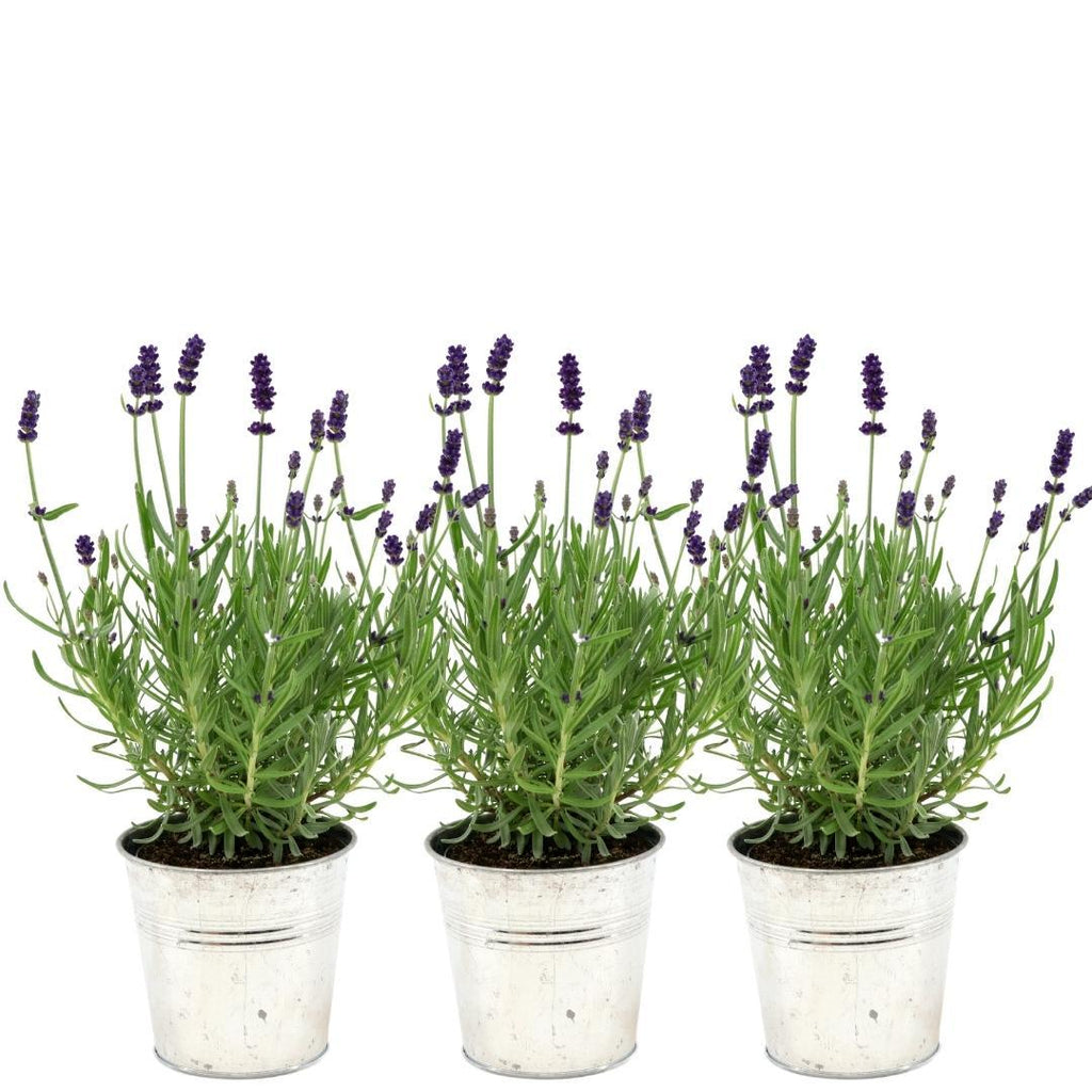 Lavandula angustifolia 'Felice' (lavender) in Old Look decorative pot – 3 plants, Ø13 cm, 250 cm high
