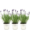 Lavandula angustifolia 'Felice' (lavender) in Old Look decorative pot – 3 plants, Ø13 cm, 250 cm high