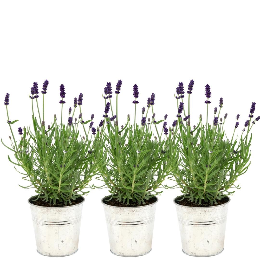 Lavandula angustifolia 'Felice' (lavender) in Old Look decorative pot – 3 plants, Ø13 cm, 250 cm high