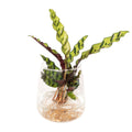 Calathea Insignis im Kingston-Glas – Ø 12 cm, 30 cm hoch