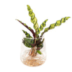 Calathea Insignis im Kingston-Glas – Ø 12 cm, 30 cm hoch
