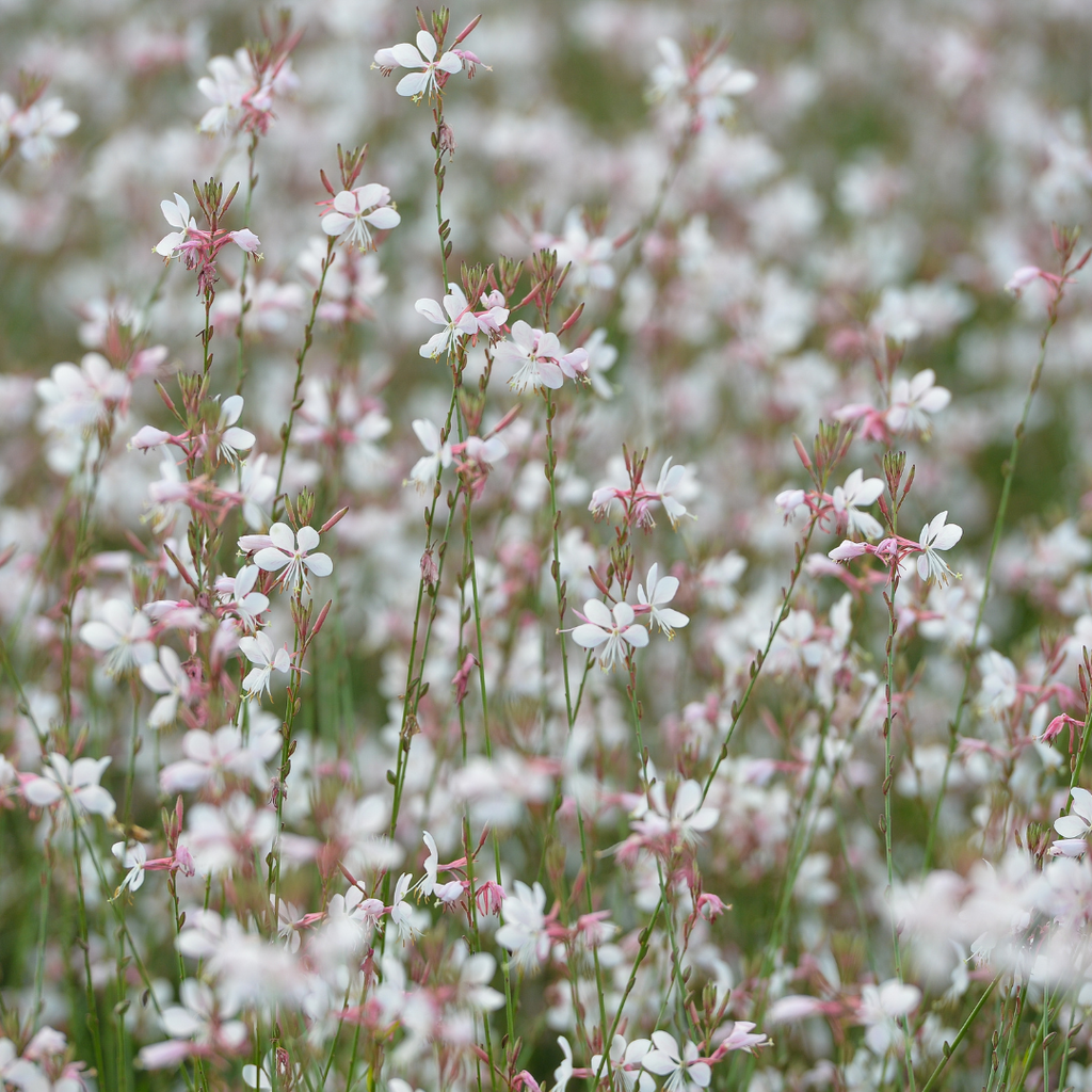 Gaura lindheimeri (Lindheimer's gaura) – 6 plants, Ø9 cm, 10–25 cm tall – photo 8