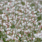 Gaura lindheimeri (Lindheimer's gaura) – 6 plants, Ø9 cm, 10–25 cm tall