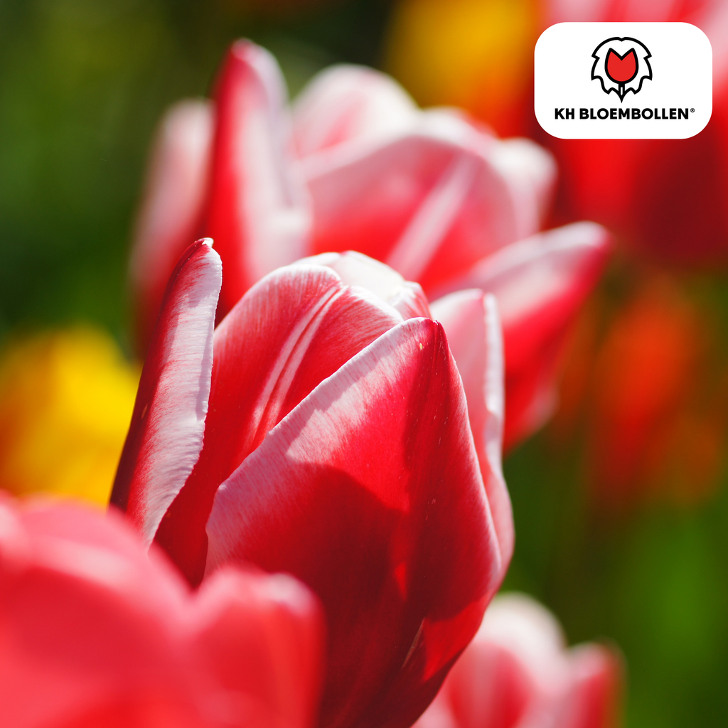 Tulpenmix 'Candy Apple Delight' – 20 Blumenzwiebeln (Zwiebelgröße 11/12)