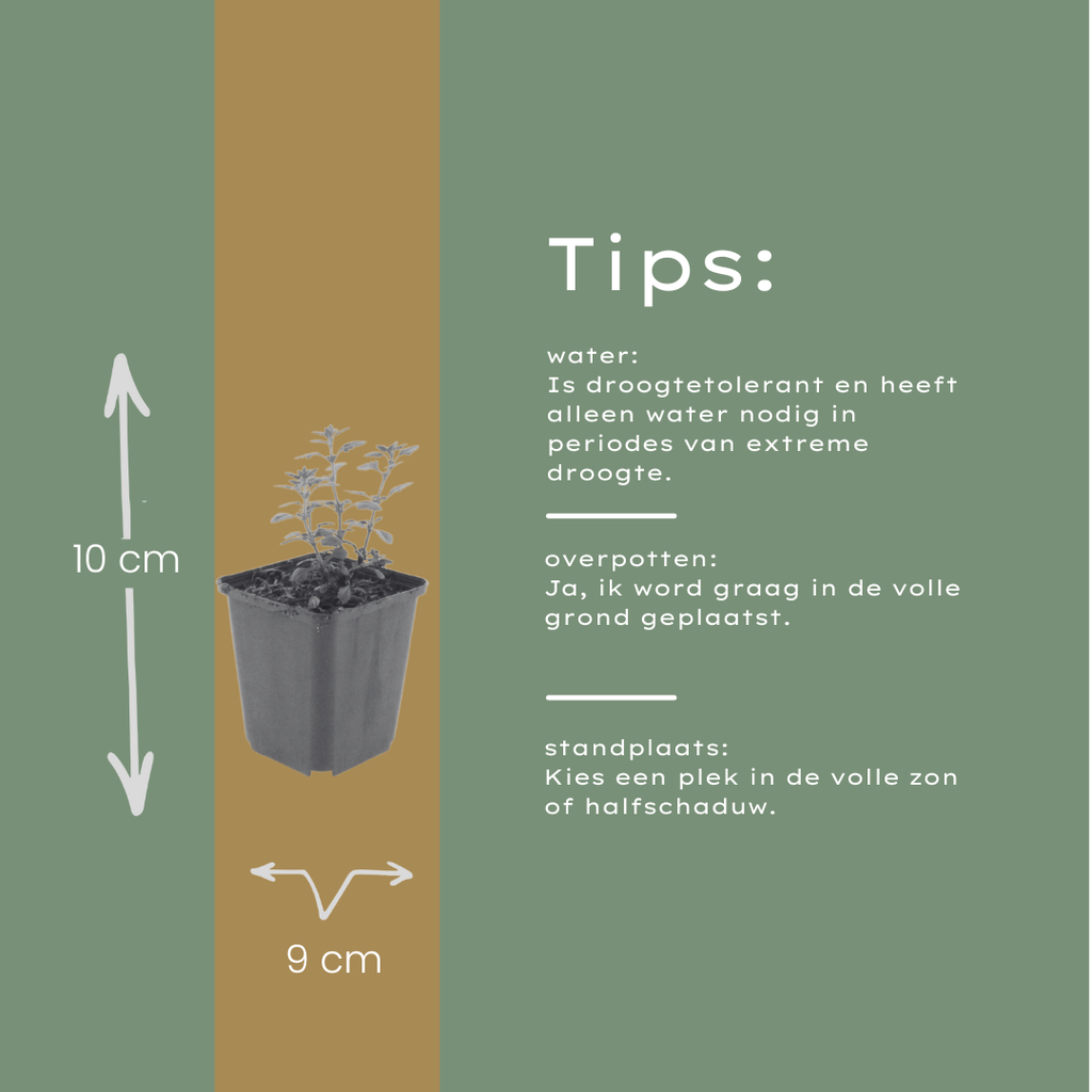 Teucrium lucidrys (Glanz-Gamander) – 60 Pflanzen, Ø 9 cm, 10–25 cm hoch – Bild 4