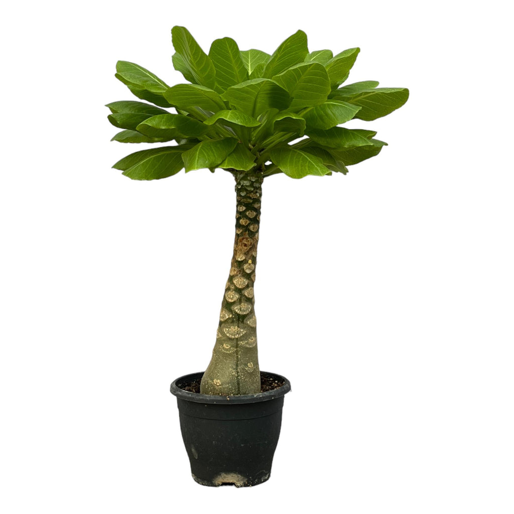 Brighamia Insignis (Hawaii-palme) – Ø12 cm, 25 cm høj
