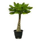 Brighamia Insignis (Hawaii-palme) – Ø12 cm, 25 cm høj