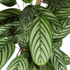 Calathea Oppenheimiana met mand – Ø24 cm, 80–100 cm hoog