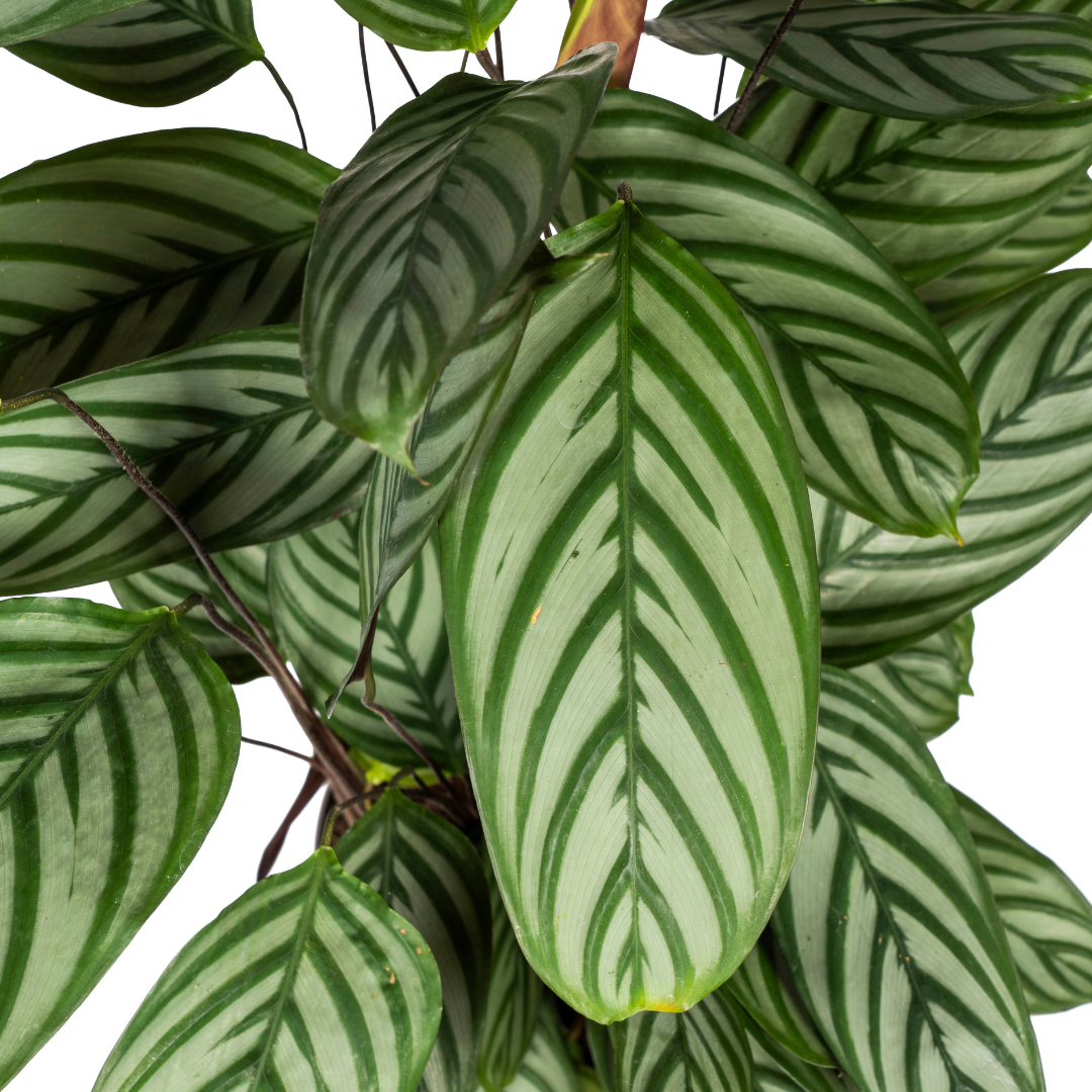 Calathea oppenheimiana mit Korb – Ø 24 cm, 80–100 cm hoch
