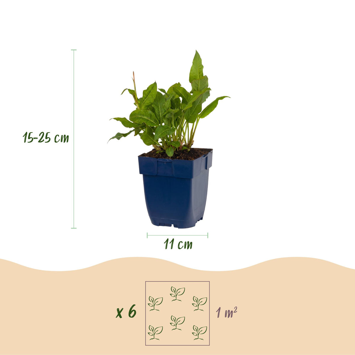 Persicaria amplexicaulis 'Rosea' (achillée mille-feuille) – rose – 6 plantes, Ø11 cm, 15–25 cm de haut – photo 3