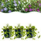 Vinca 'Tricolour' (periwinkle) – blue-purple-white – 24 plants, Ø11 cm, 15–25 cm high