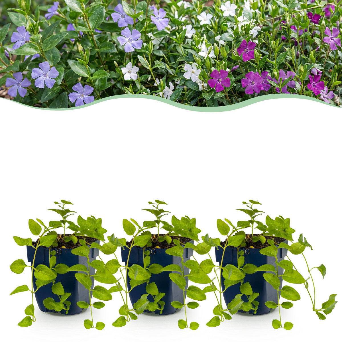 Vinca 'Tricolour' (periwinkle) – blue-purple-white – 24 plants, Ø11 cm, 15–25 cm high