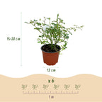Rosa 'White Fairy' (rosier) – blanc – 3 plants, Ø12 cm, 20–25 cm de haut