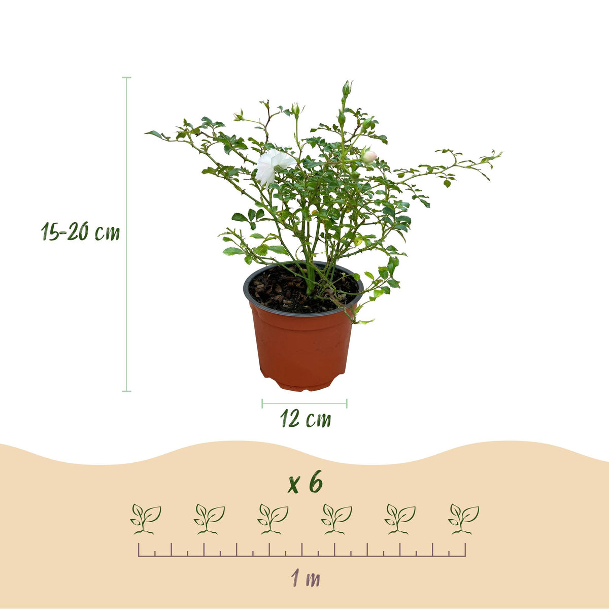 Rosa 'White Fairy' (rosier) – blanc – 3 plants, Ø12 cm, 20–25 cm de haut – photo 3