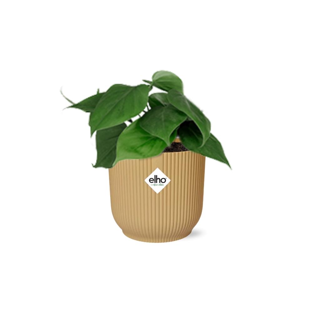 Philodendron scandens in ELHO Vibes Fold 14cm geel – 25 cm hoog