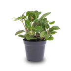 Fittonia Joly Josan (Mosaikpflanze) – Ø8 cm