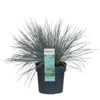 Festuca glauca 'Azura Blue' (blue fescue) – Ø19 cm, 40 cm high – art. 6627