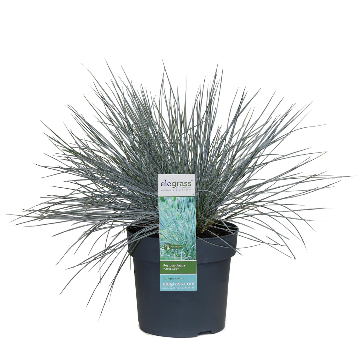 Festuca glauca 'Azura Blue' (blue fescue) – Ø19 cm, 40 cm high – art. 6627 – photo 2
