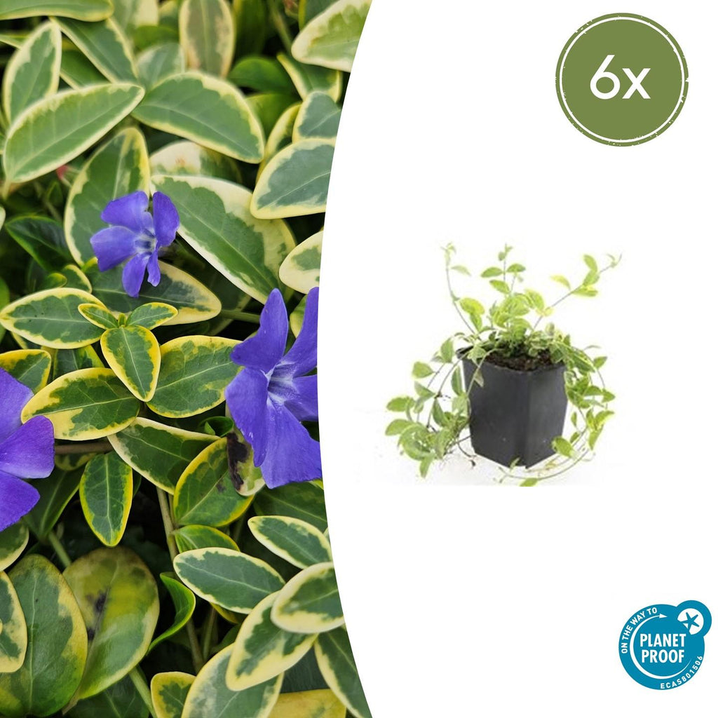Vinca minor 'Aureovariegata' (periwinkle) – 6 plants, Ø9 cm, 10–25 cm high – photo 2