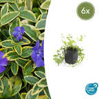 Vinca minor 'Aureovariegata' (periwinkle) – 6 plants, Ø9 cm, 10–25 cm high