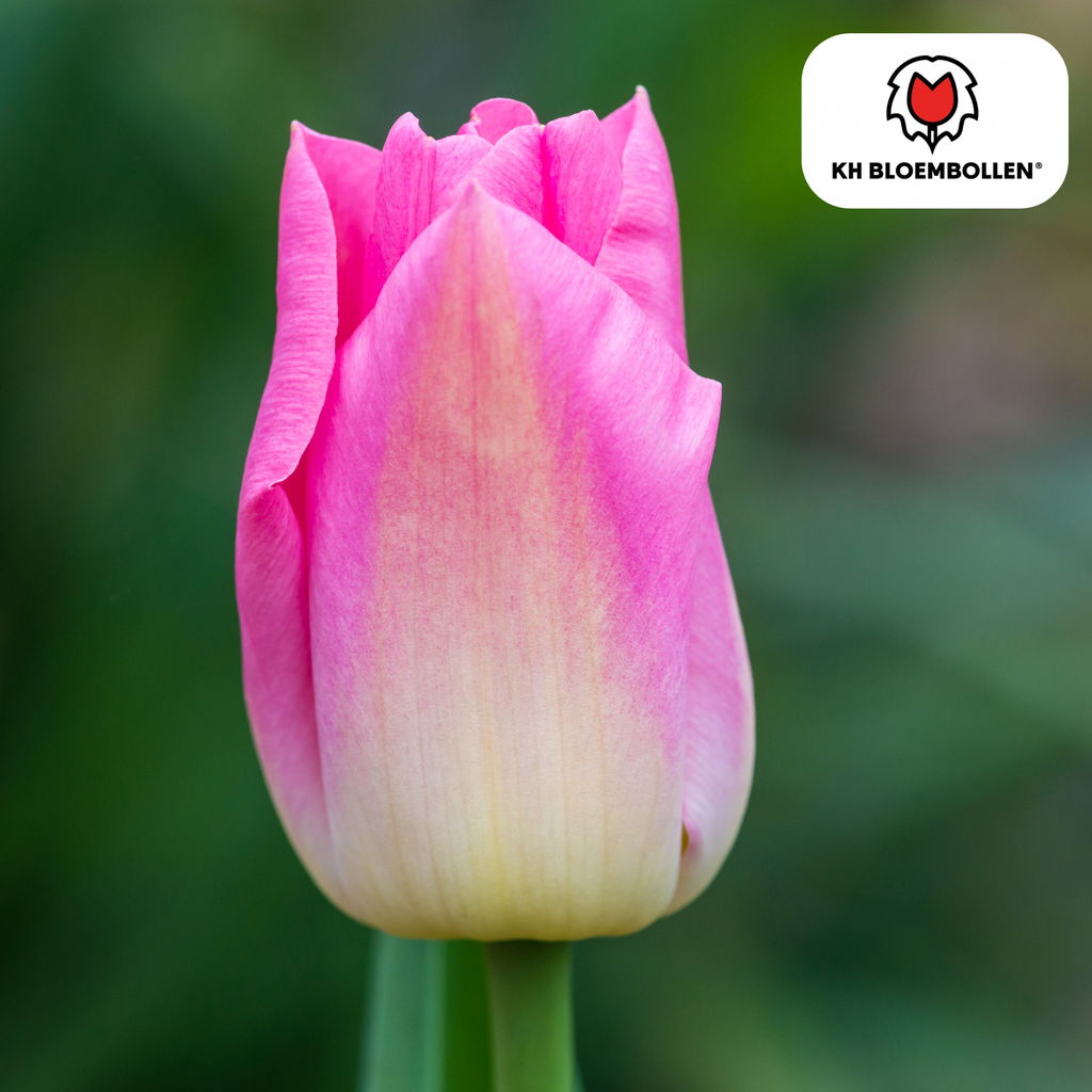 Tulipe 'Dynasty' – 20 bulbes (calibre 11/12)