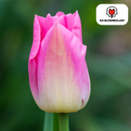 Tulipe 'Dynasty' – 20 bulbes (calibre 11/12)