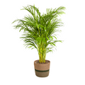 Dypsis Areca Lutescens (palmier doré) avec panier – Ø24 cm, 120–140 cm de haut