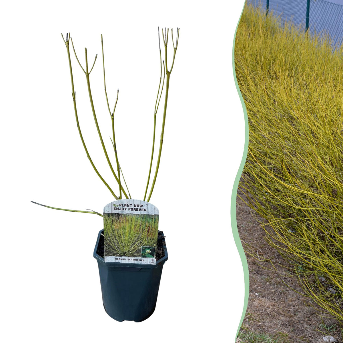 Cornus alba 'Flaviramea' (green branches) – Ø17 cm, 45 cm high