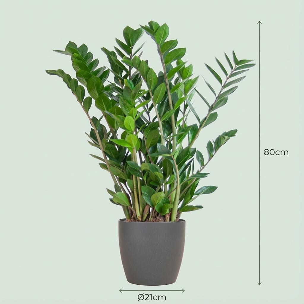 Zamioculcas zamiifolia (ZZ-Pflanze) im grauen Potter-Dekotopf – Ø 21 cm, 80 cm hoch