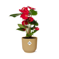 Anthurium Red 12cm in ELHO Vibes Fold 14cm gelb (Flammenlilie) – 40 cm hoch