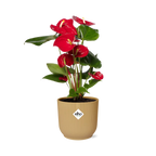 Anthurium Red 12cm in ELHO Vibes Fold 14cm gelb (Flammenlilie) – 40 cm hoch
