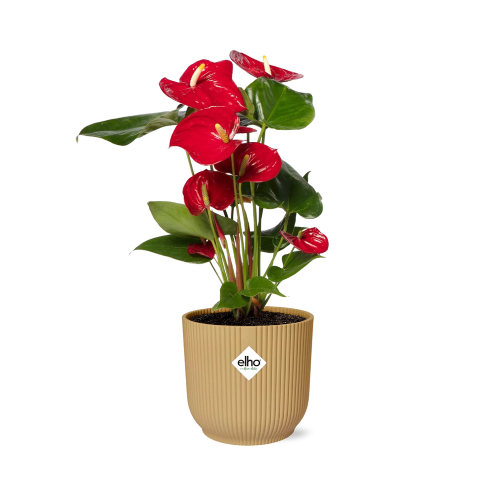Anthurium Red 12cm in ELHO Vibes Fold 14cm gelb (Flammenlilie) – 40 cm hoch