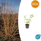 Cornus sanguineum 'Anny’s Winter Orange' (dogwood) – 60 plants, Ø9 cm, 10–25 cm high
