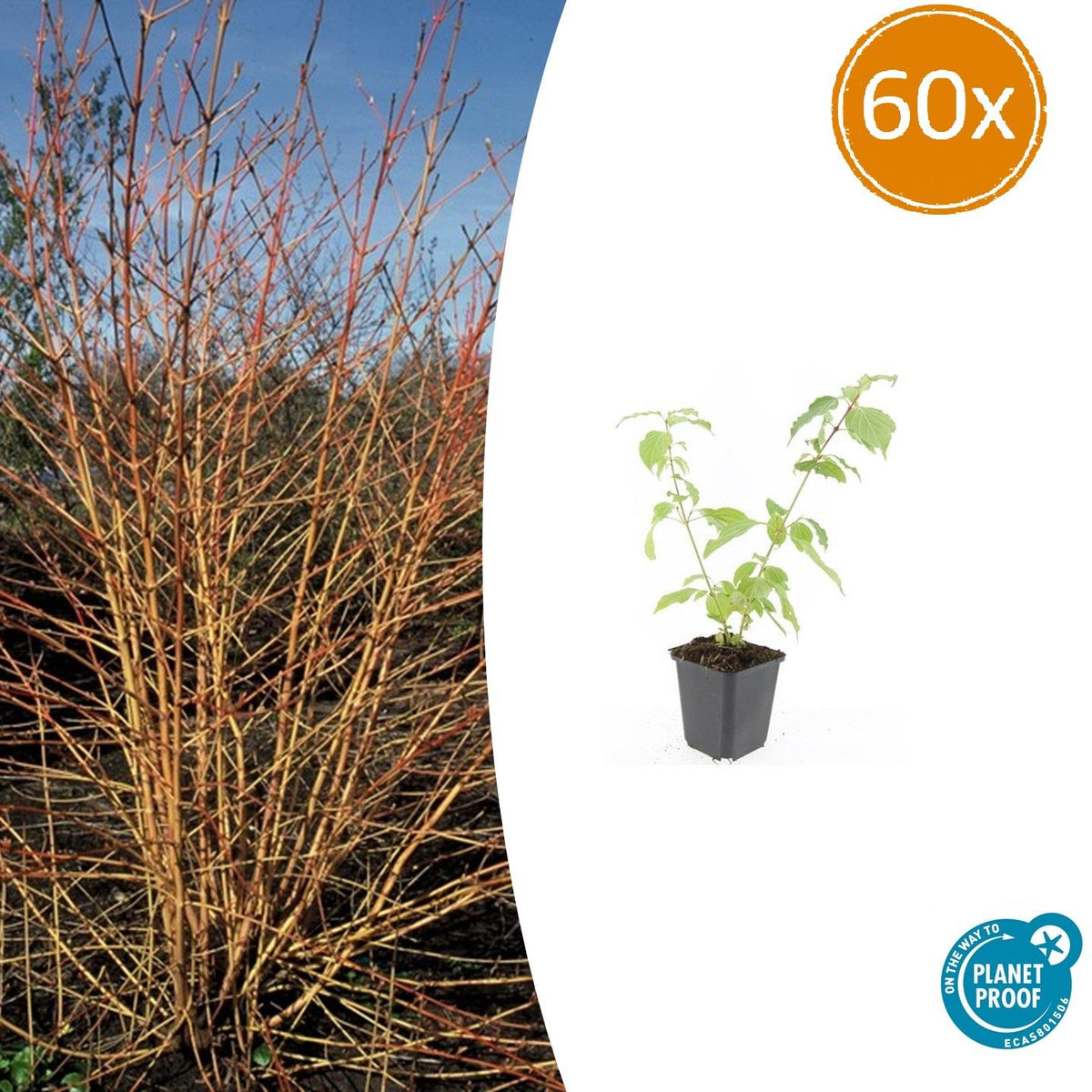 Cornus sanguineum 'Anny’s Winter Orange' (dogwood) – 60 plants, Ø9 cm, 10–25 cm high – photo 2