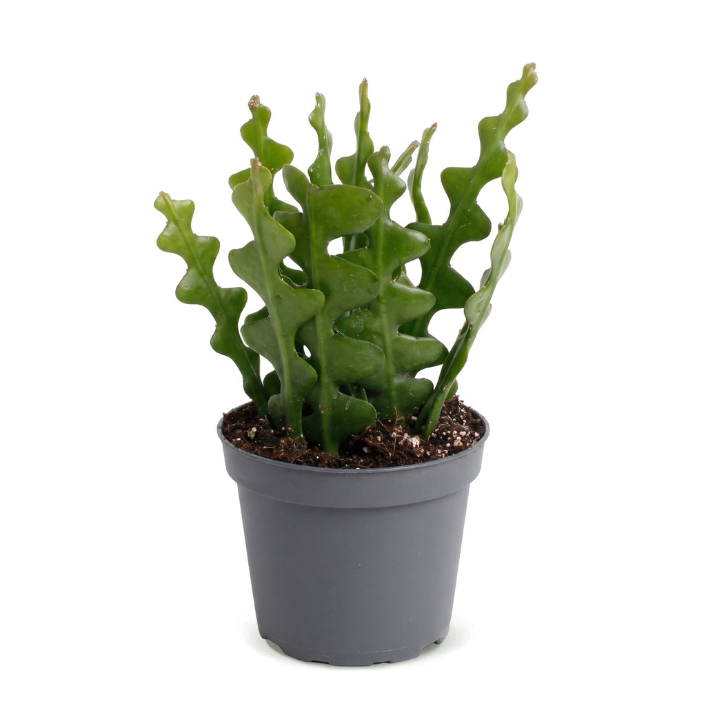 Epiphyllum Anguliger (Cactaceae) – Ø 6 cm, 15 cm hoch
