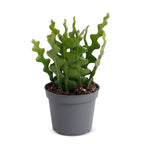 Epiphyllum Anguliger (Cactaceae) – Ø 6 cm, 15 cm hoch