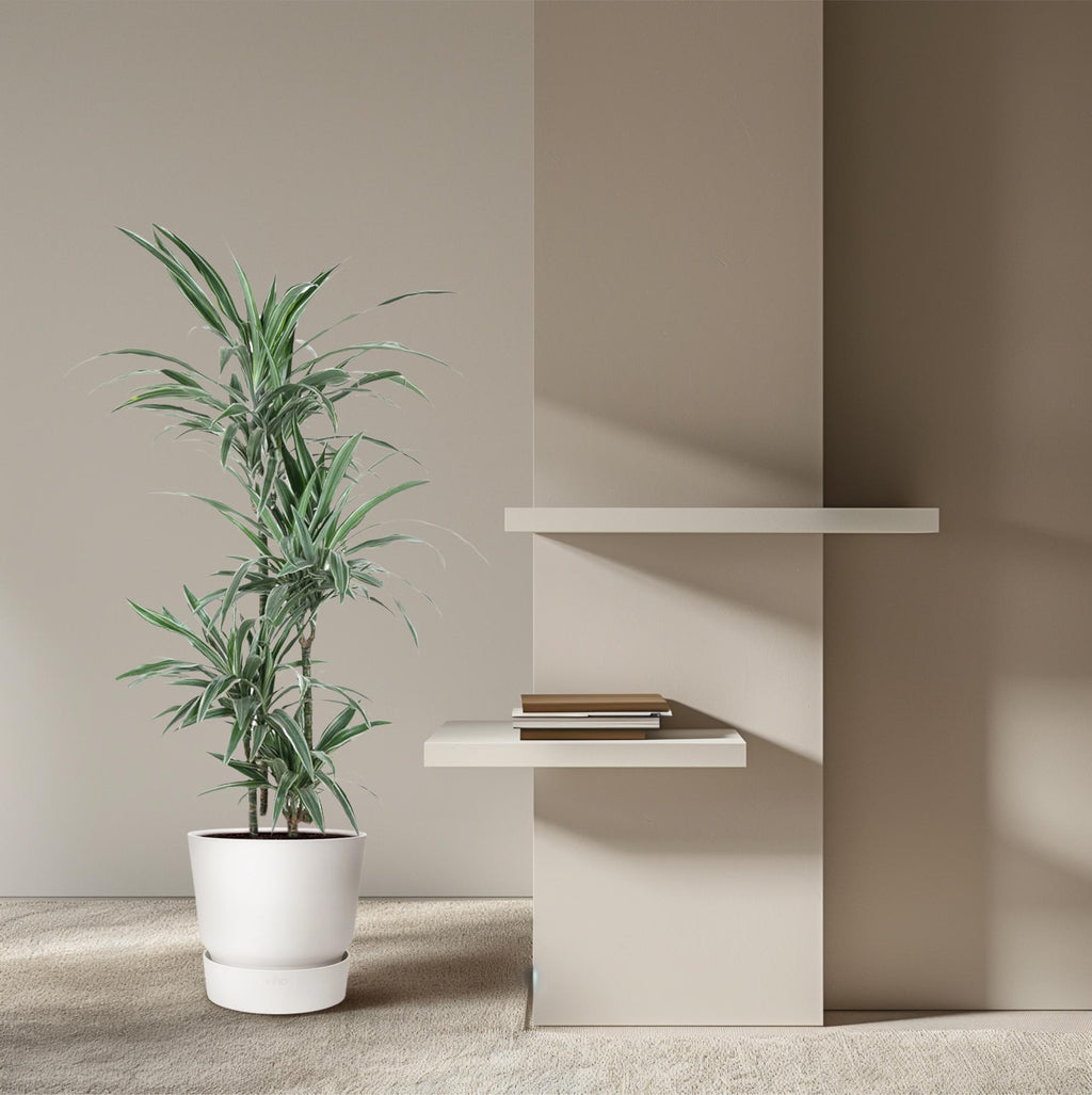 Dracaena warneckii (arbre dragonnier) – Ø 27 cm, 130 cm de haut
