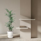 Dracaena warneckii (arbre dragonnier) – Ø 27 cm, 130 cm de haut