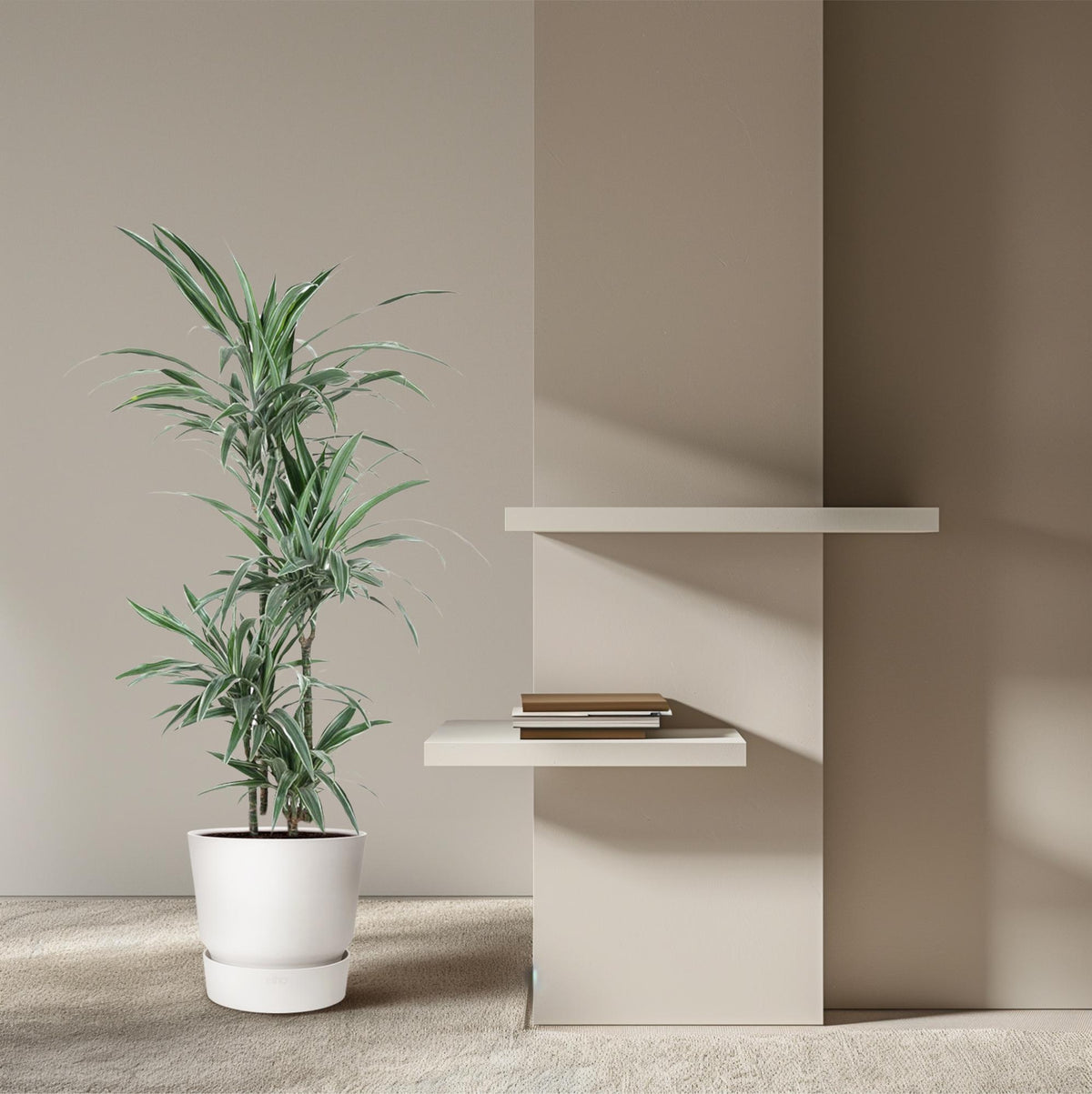 Dracaena Warneckei (drakenboom) – Ø27 cm, 130 cm hoog
