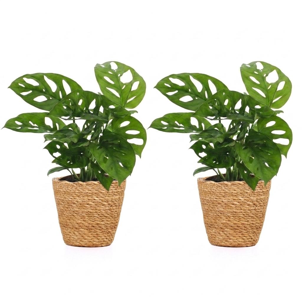 2× Monstera adansonii (mini-monstera) med korg – Ø12 cm, 25 cm hög
