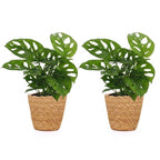 2× Monstera adansonii (mini-monstera) med korg – Ø12 cm, 25 cm hög