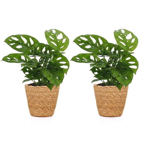 2× Monstera adansonii (Mini-Monstera) mit Korb – Ø 12 cm, 25 cm hoch