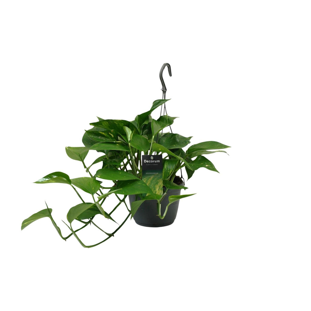 Epipremnum (scindapsus) – Ø15 cm, 45 cm høj