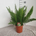 Asparagus D. Meyers (Schwertfarn) – Ø 17 cm, 50 cm hoch