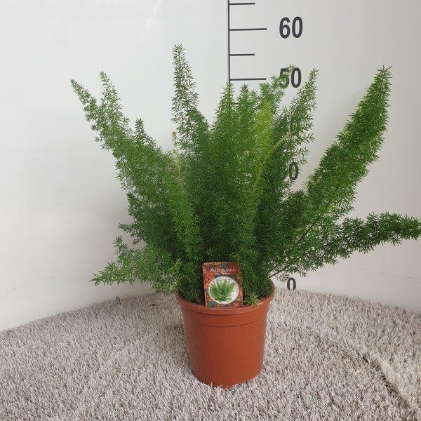Asparagus D. Meyers (Schwertfarn) – Ø 17 cm, 50 cm hoch
