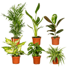 Coffret surprise de plantes d’intérieur – Ø 12 cm, 25 cm de haut – art. 3861